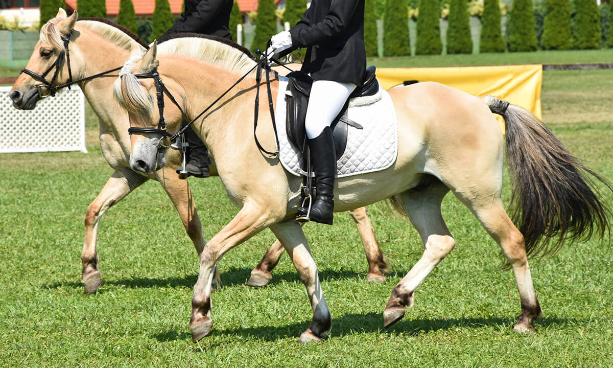 fjord horse height